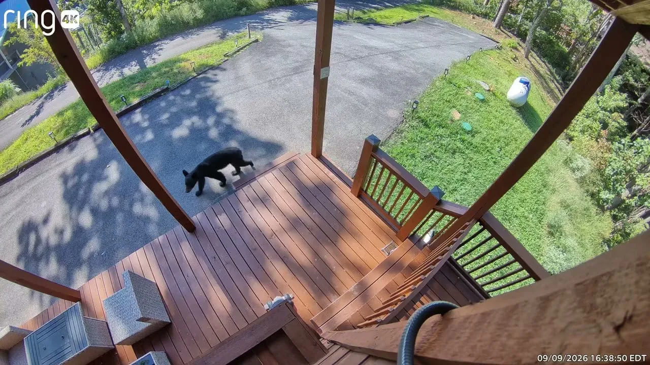 Still from the video: A bear on the driveway, 9 September
