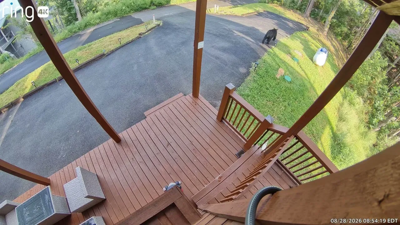 Still from the video: Early morning at the top of the drive, 28 August