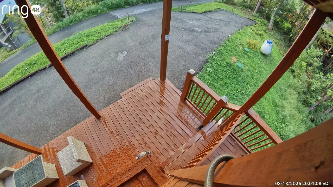 Still from the video: A bobcat at dusk, 13 August